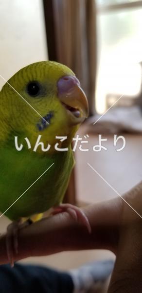 迷い鳥の写真