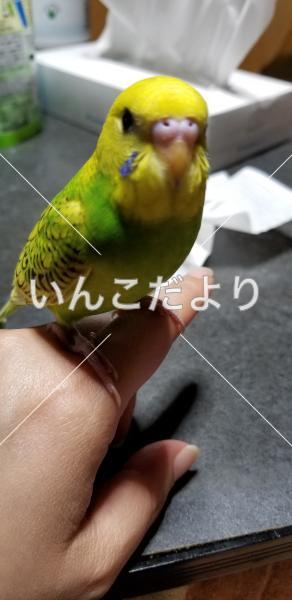 迷い鳥の写真