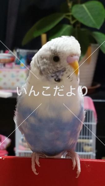 迷い鳥の写真