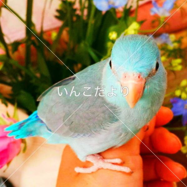 迷い鳥の写真