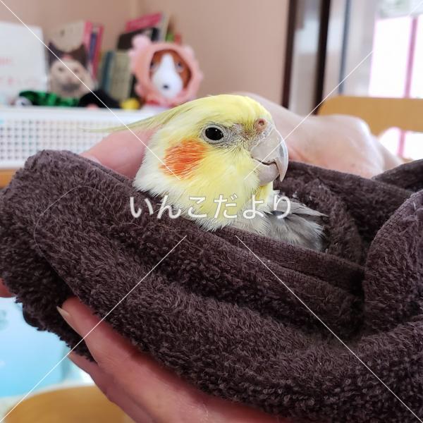 保護鳥の写真