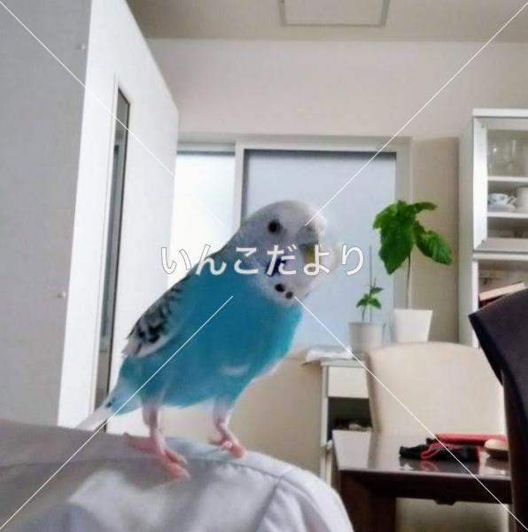 迷い鳥の写真