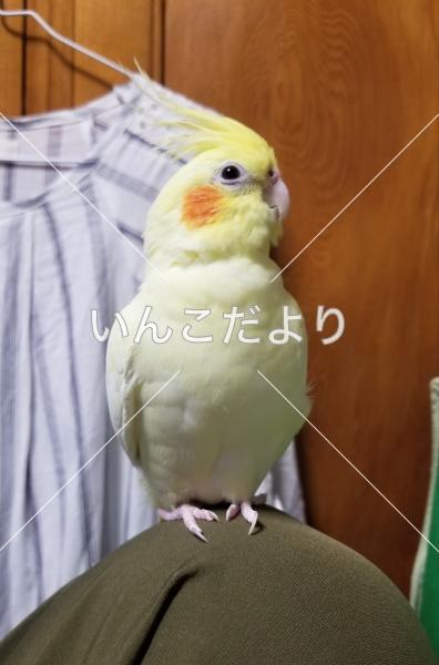 迷い鳥の写真
