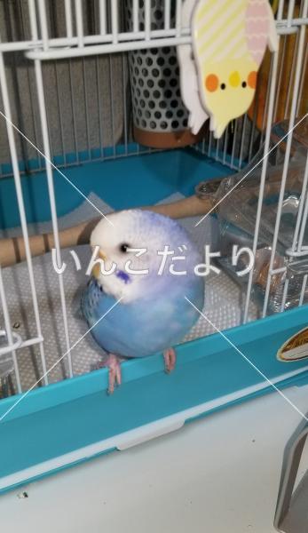 迷い鳥の写真