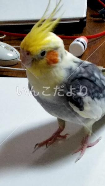 迷い鳥の写真