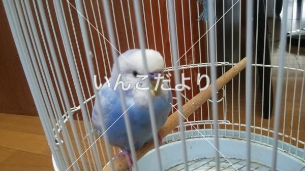 保護鳥の写真