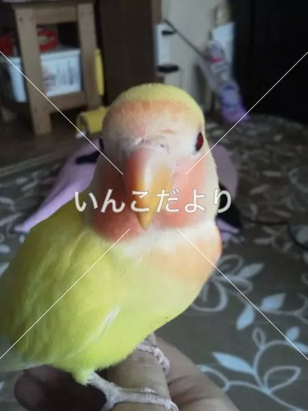 保護鳥の写真