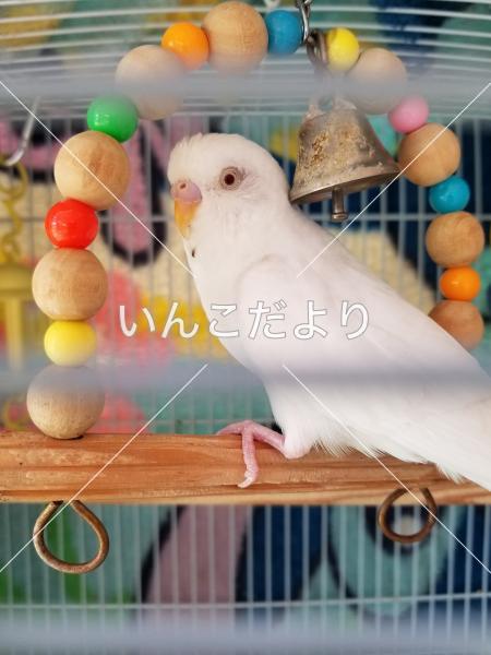 迷い鳥の写真