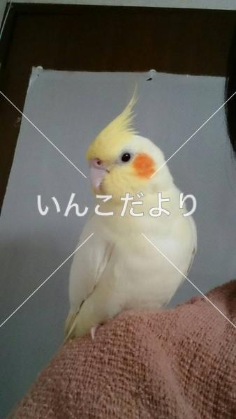 迷い鳥の写真