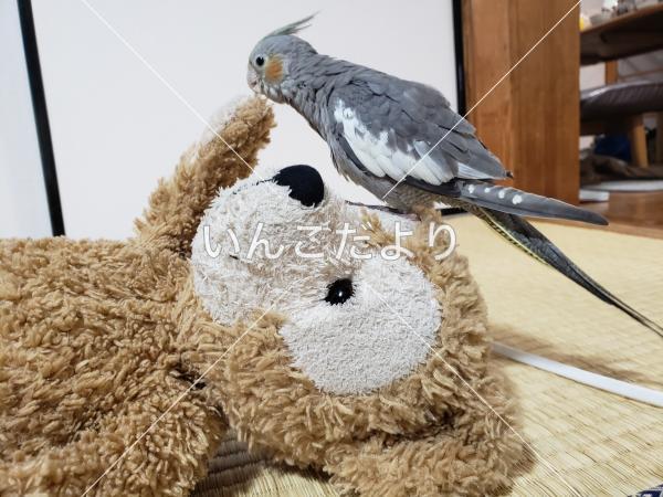 迷い鳥の写真