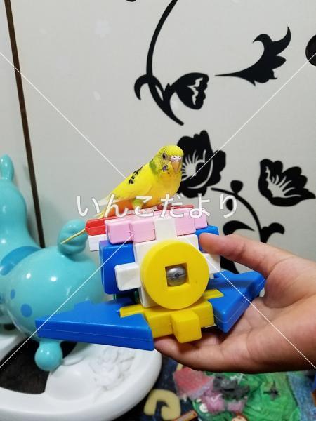 迷い鳥の写真