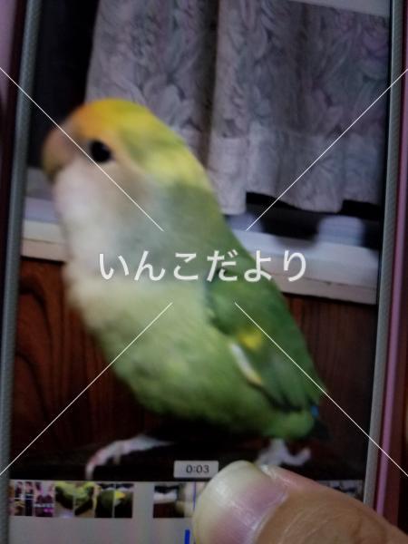 迷い鳥の写真