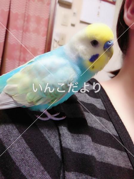迷い鳥の写真