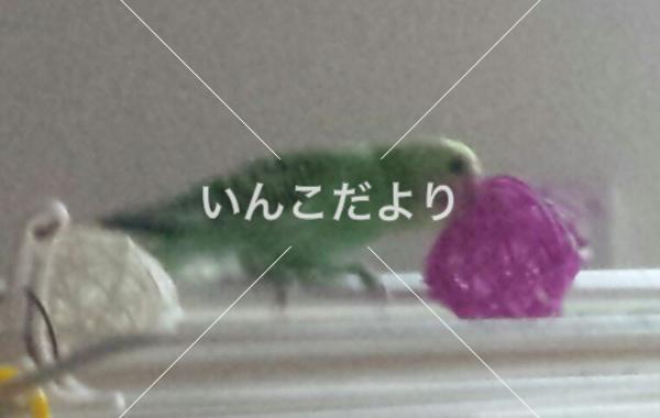 迷い鳥の写真