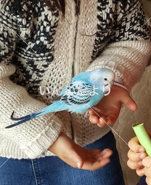 迷い鳥の写真