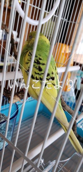 保護鳥の写真