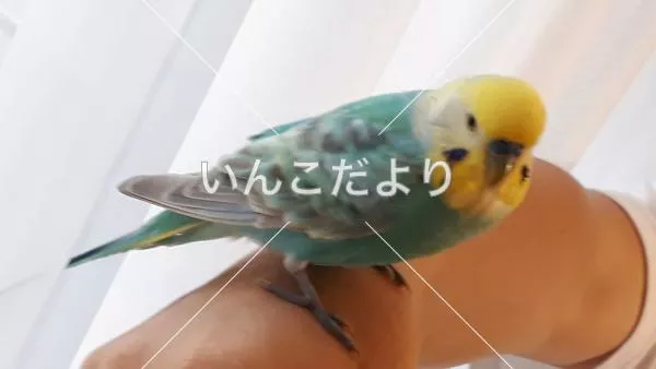 保護鳥の写真