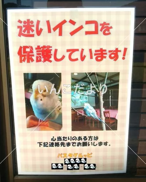 保護鳥の写真