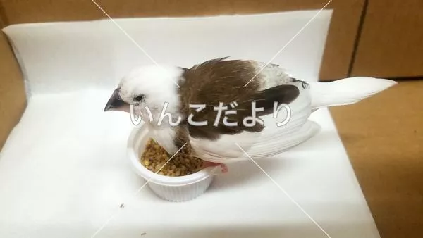 保護鳥の写真