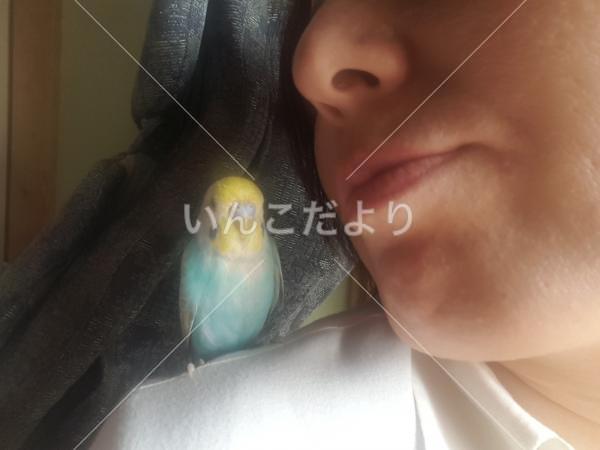 迷い鳥の写真