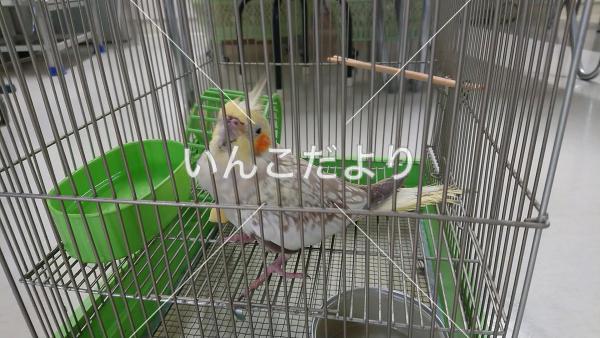 保護鳥の写真