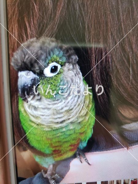 迷い鳥の写真