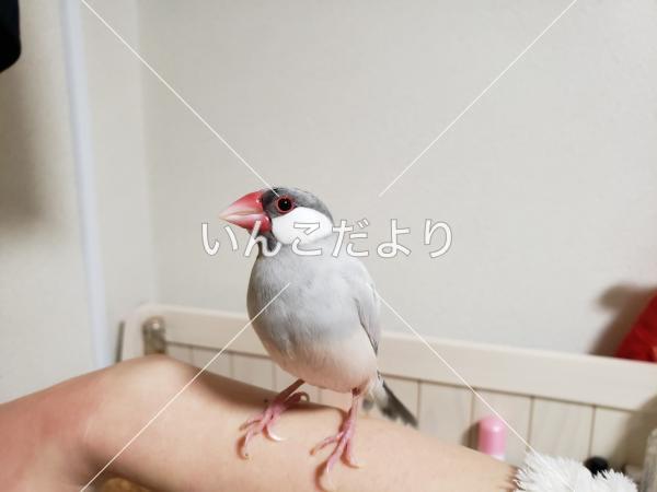 迷い鳥の写真