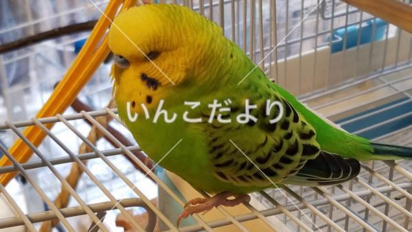 迷い鳥の写真