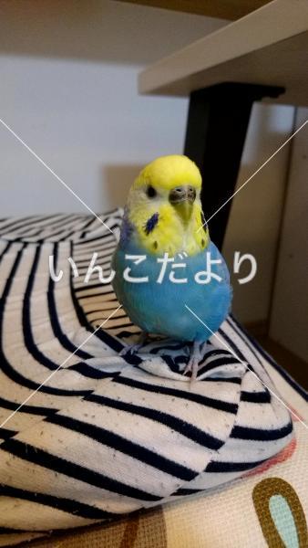 迷い鳥の写真