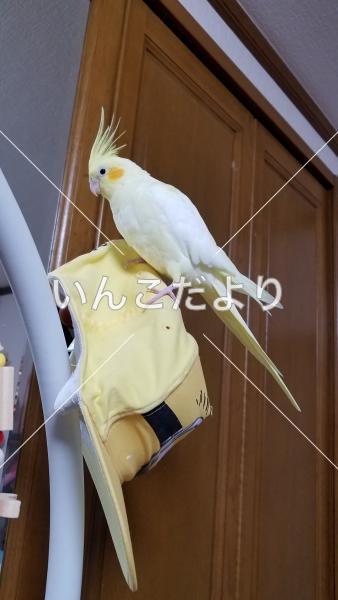 迷い鳥の写真