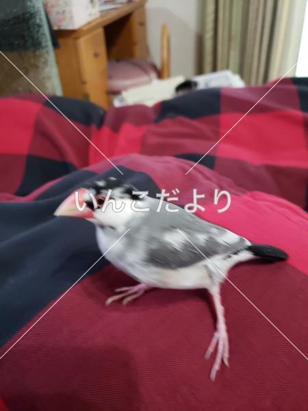 迷い鳥の写真