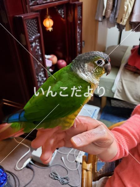 迷い鳥の写真
