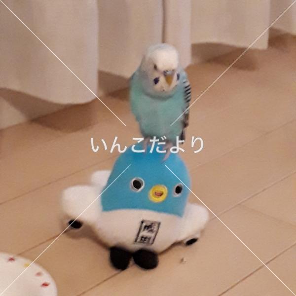 迷い鳥の写真