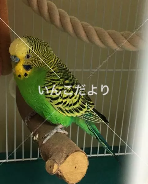 保護鳥の写真