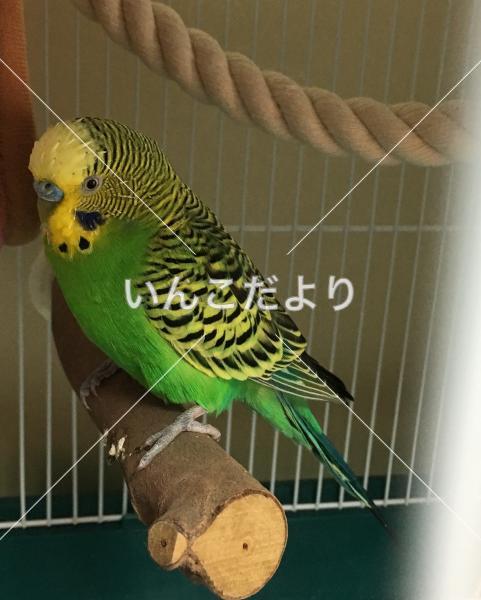 保護鳥の写真