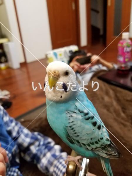 迷い鳥の写真