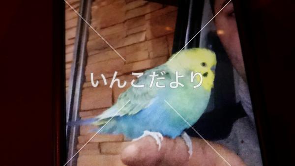 保護鳥の写真