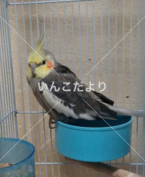 迷い鳥の写真
