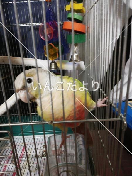 迷い鳥の写真