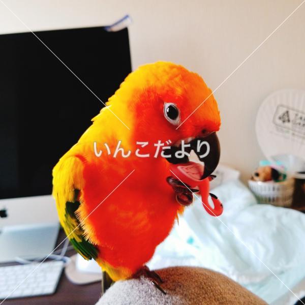 迷い鳥の写真