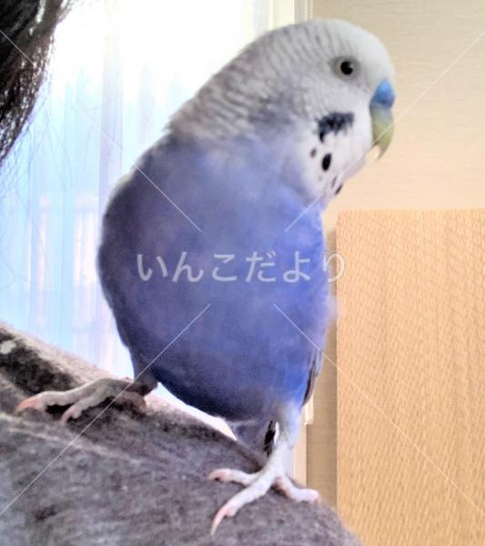 迷い鳥の写真