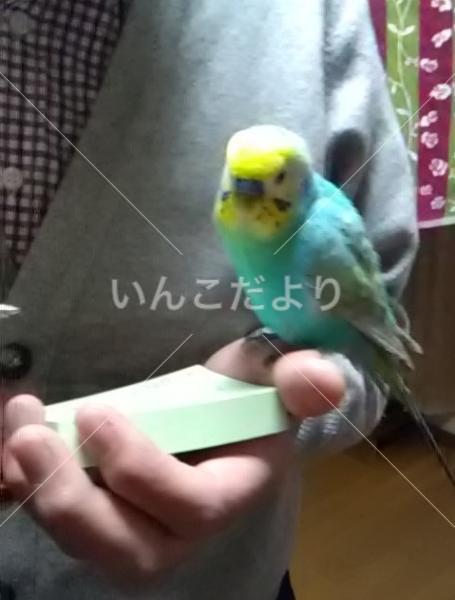 迷い鳥の写真