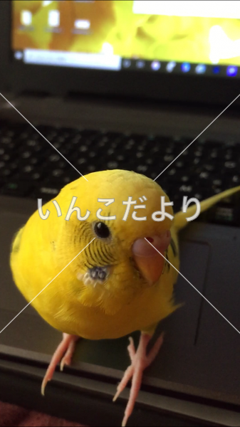 迷い鳥の写真