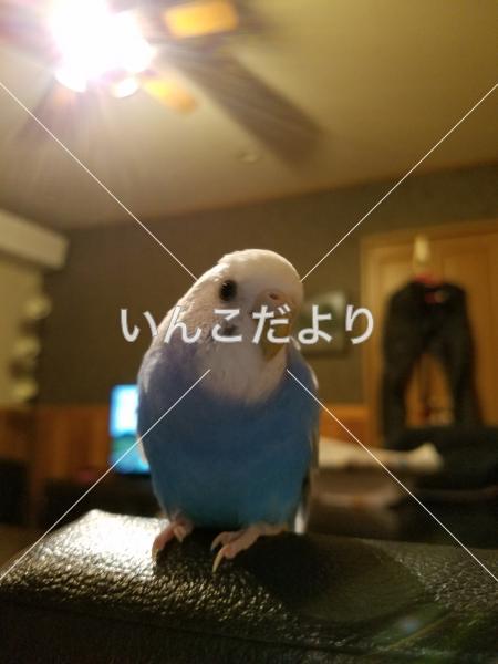 迷い鳥の写真