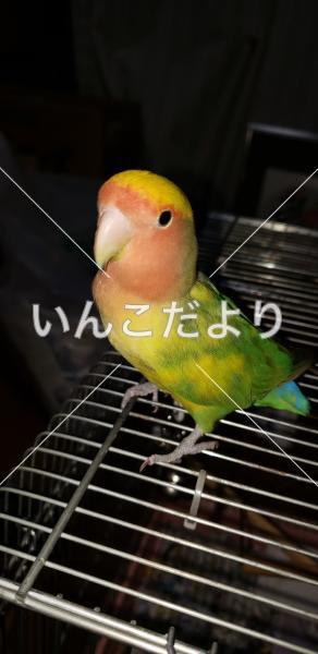 迷い鳥の写真
