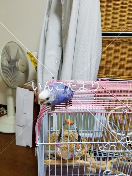 迷い鳥の写真