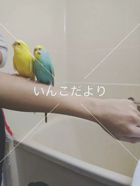 迷い鳥の写真
