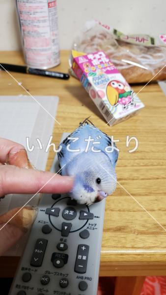 迷い鳥の写真