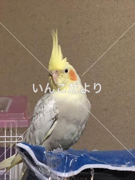 迷い鳥の写真