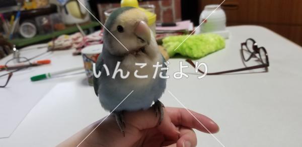 迷い鳥の写真
